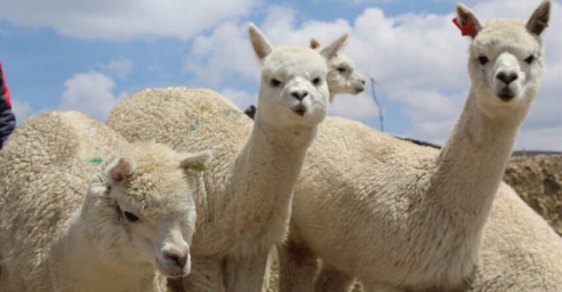 alpaca espinar